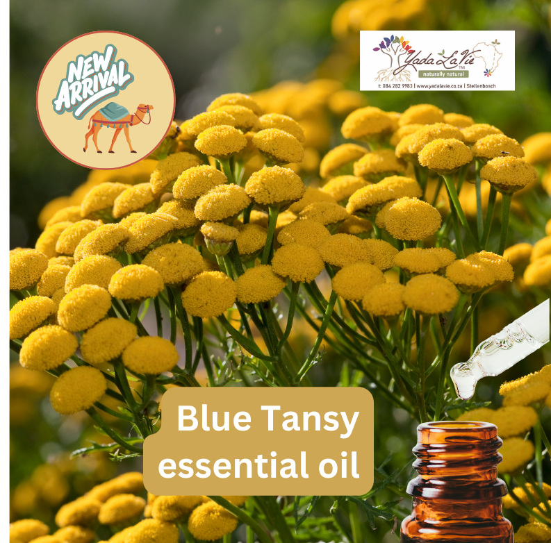 BLUE TANSY pure EO