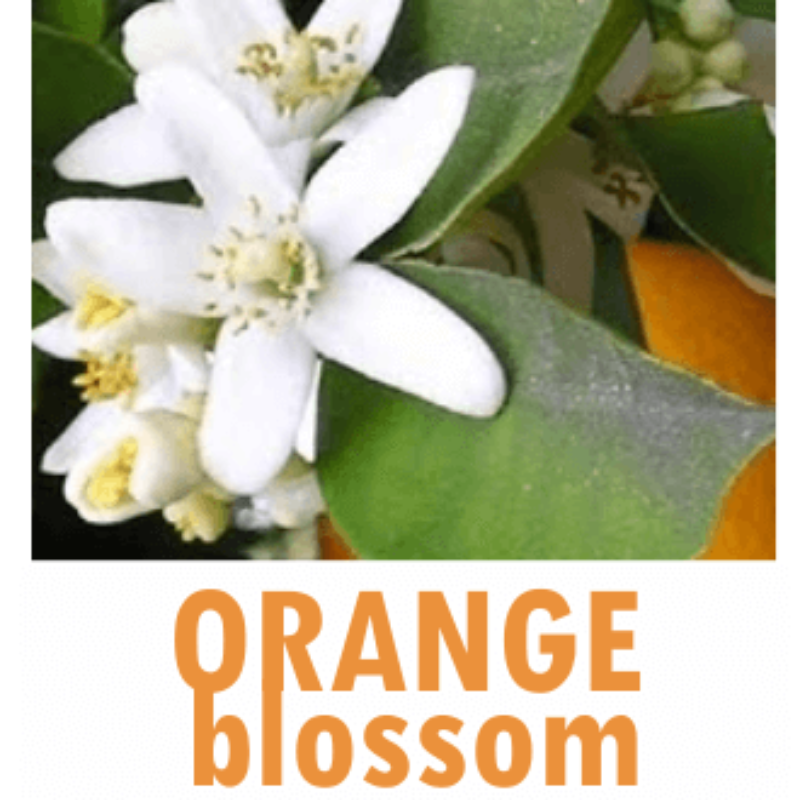 ORANGE BLOSSOM (with alcohol)