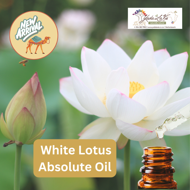 WHITE LOTUS Absolute Oil