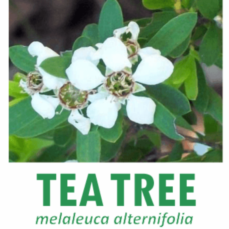 *TEA TREE org pure EO