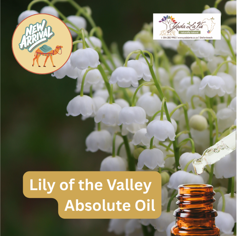 LILY of the VALLEY Absolute Oil