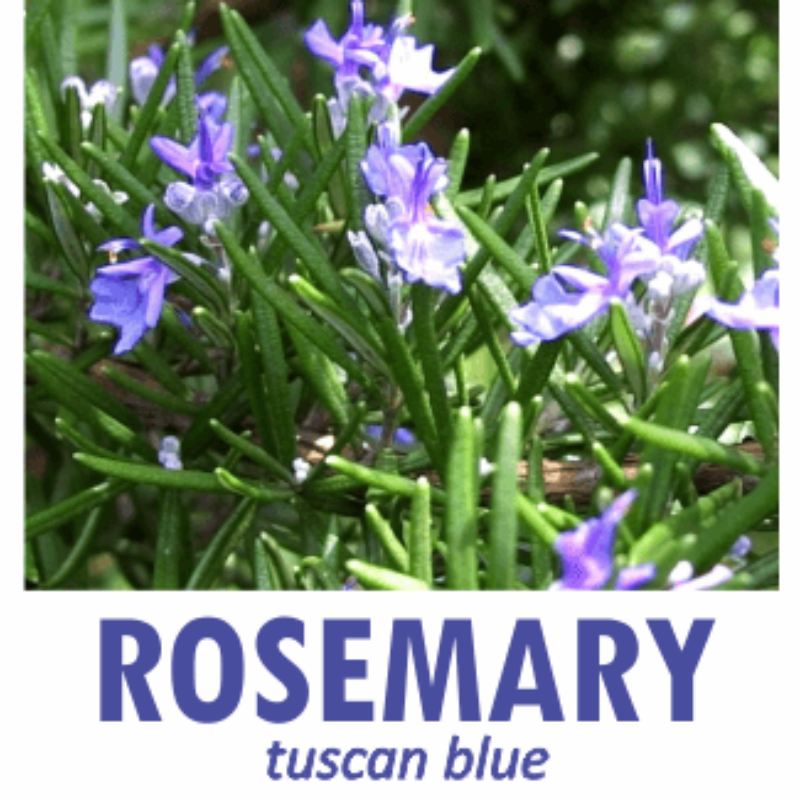 *ROSEMARY org pure EO