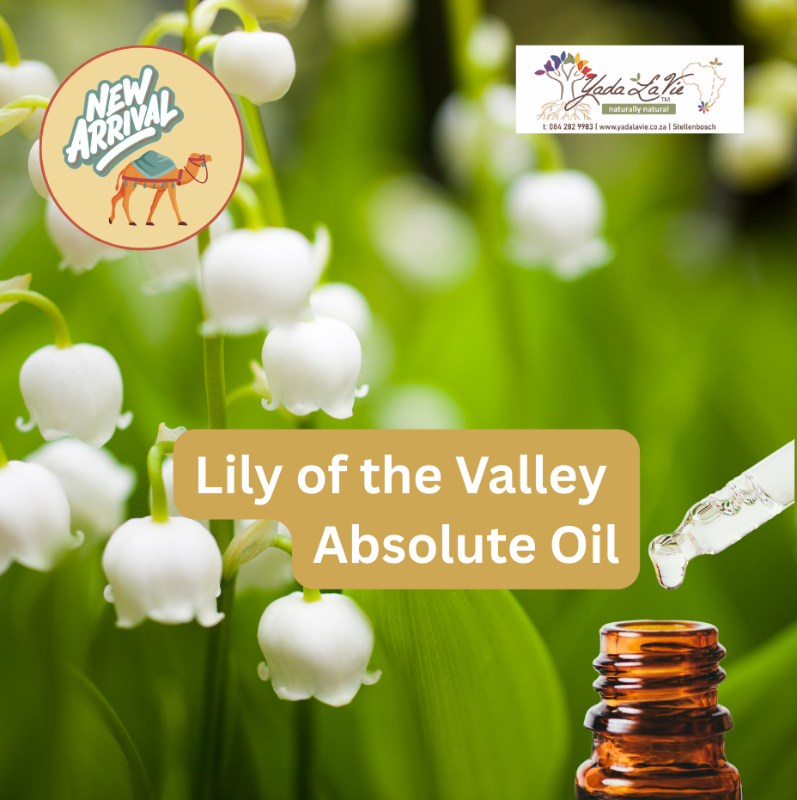 LILY of the VALLEY Absolute Oil
