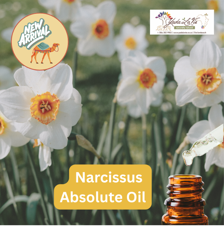 NARCISSUS Absolute Oil