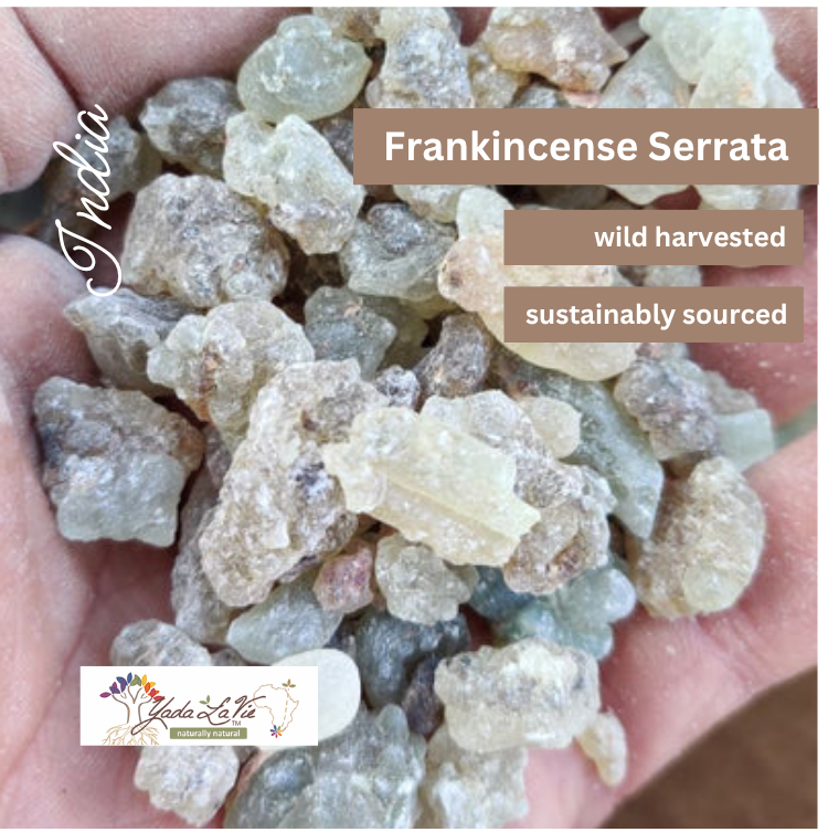 FRANKINCENSE (serrata) resin