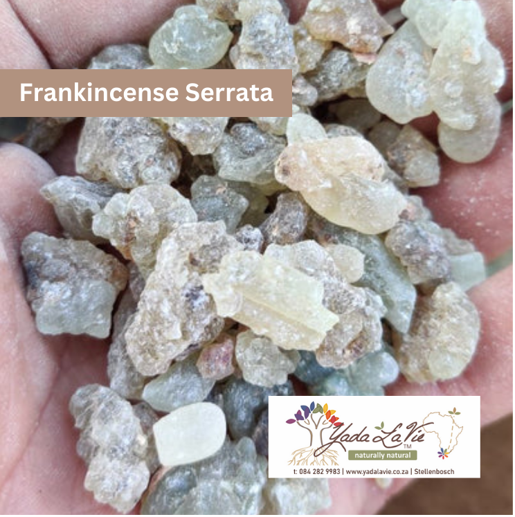 FRANKINCENSE (serrata) resin