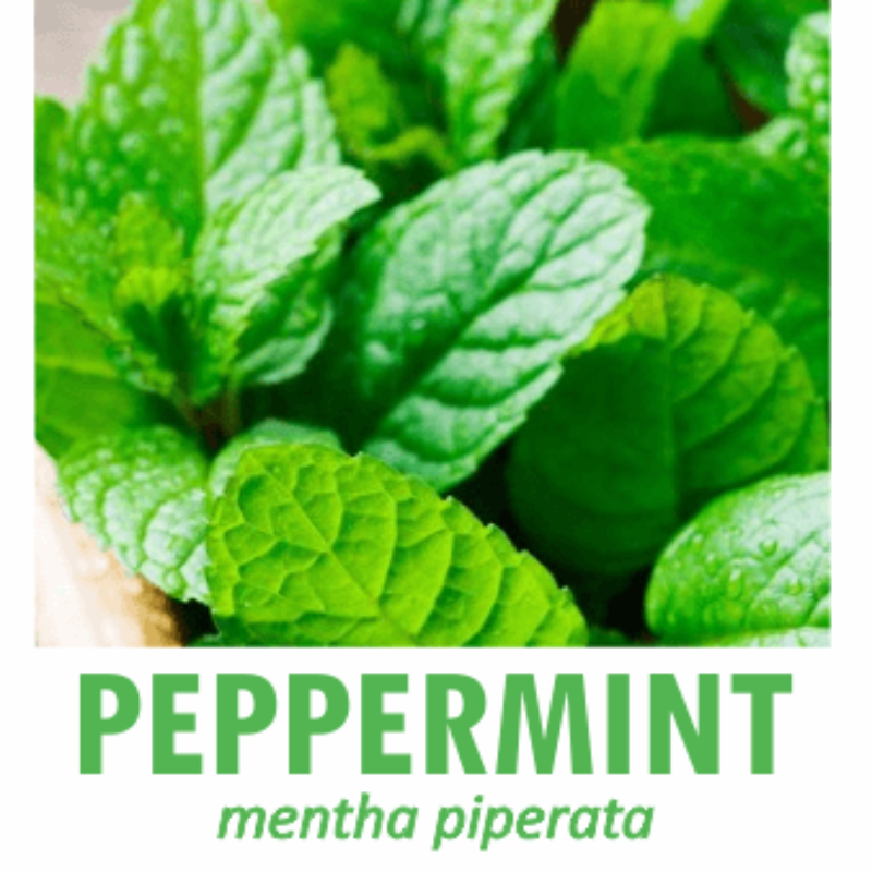 *PEPPERMINT org pure EO