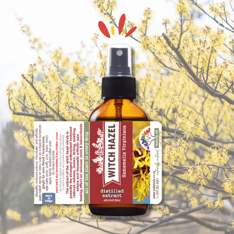 WITCH HAZEL [alcohol-free]