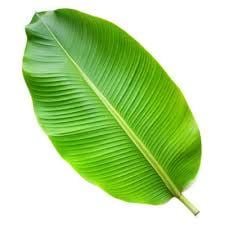 Banana leaf