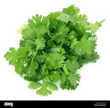 Coriander Leaves