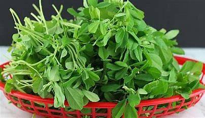 Greentop Methi