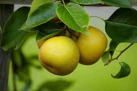 Nashi Peer