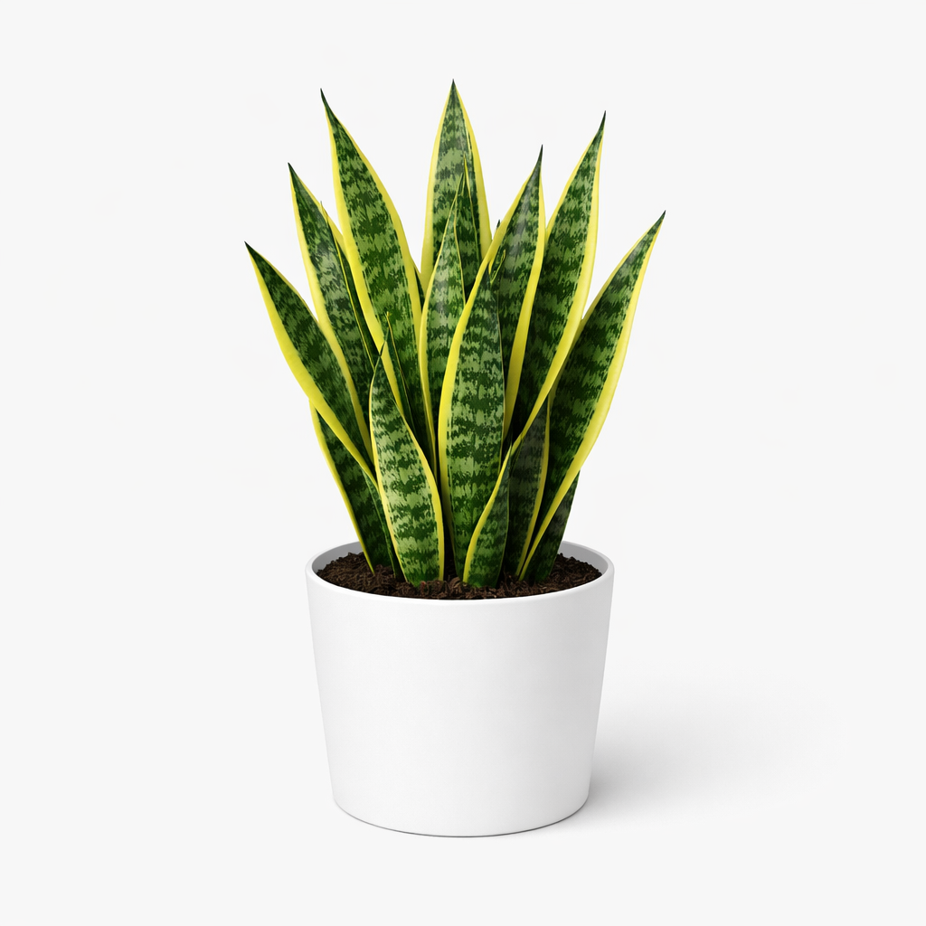 Snake Plant Laurentii