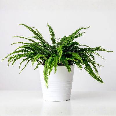 Indoor Plants