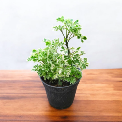 Shemi Shade Plants