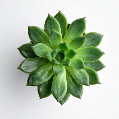Succulent Plant