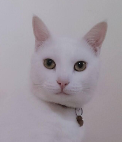 The Cat Lady's Store