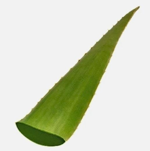 CS SABILA  24 LBS (ALOE VERA)