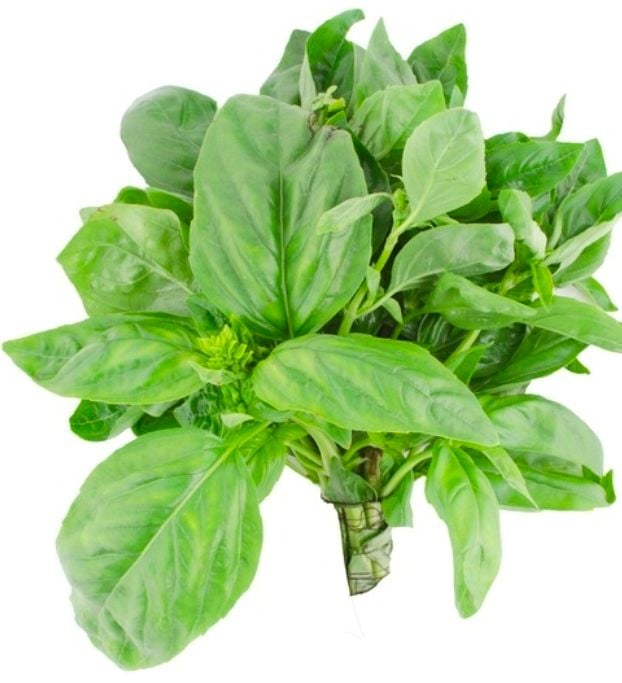 DZ BASIL