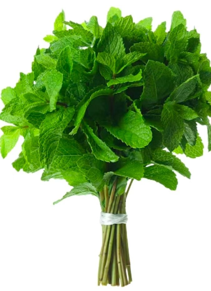 DZ MENTA