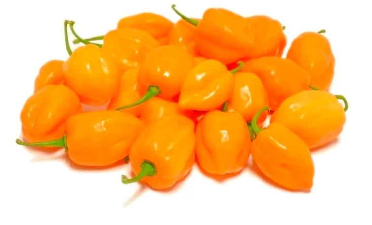 CS HABANERO CHILE 10 LBS