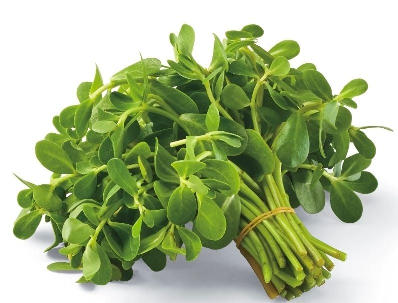 CS VERDOLAGA 24 BUNCH