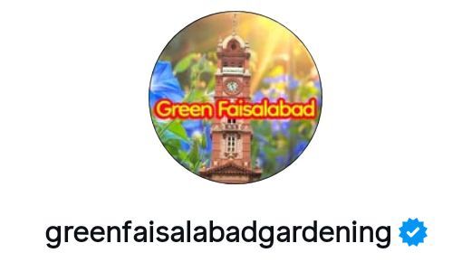 Umar Asim From Green Faisalabad Gardening 