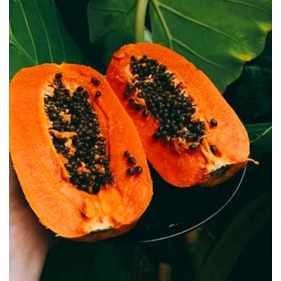 Hạt Giống Đu Đủ