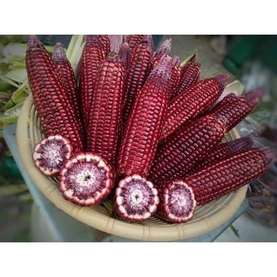 Hạt Giống Bắp [ Ngô ]