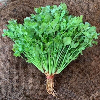 Hạt Giống Rau Thơm - Rau Má - Rau Dền