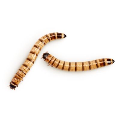Superworms