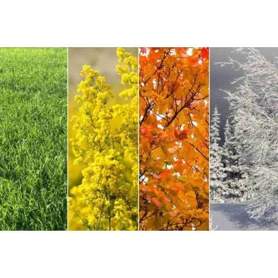 TRADITIONAL PRODUCTS