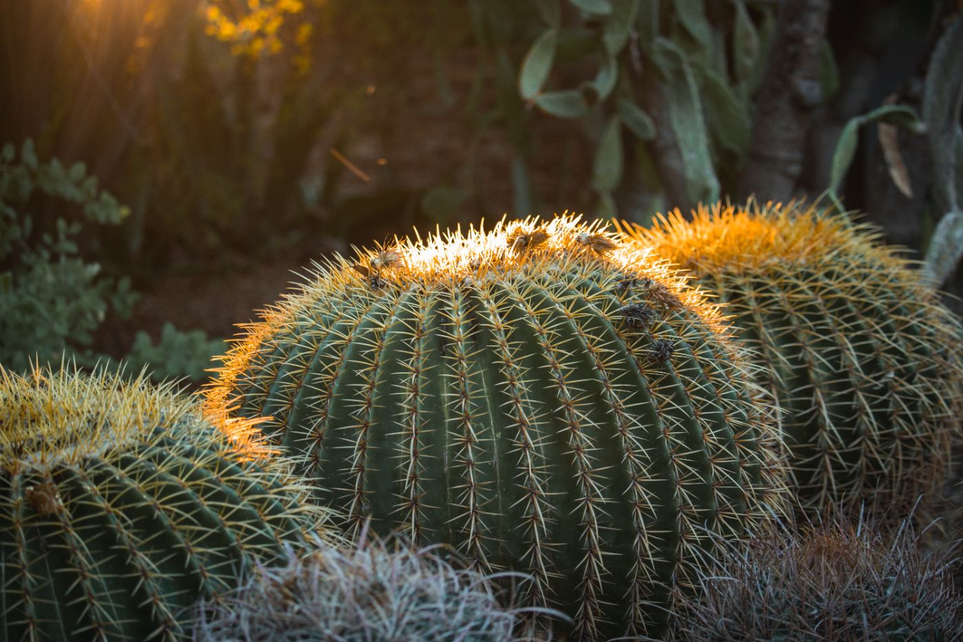 Conophytums | Discover Rare Succulent Plants at Vivian